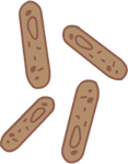 Azotobacter