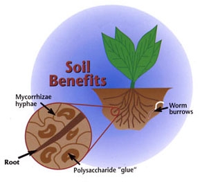 Soil Benefits