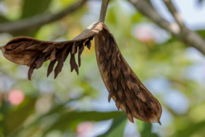 Open Seed Pod