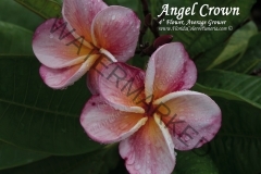 Angel-Crown_0087.jpg