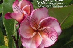 Angel-Crown_2024.jpg