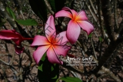 Apricot-Locks_0021.jpg