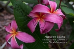 Apricot-Locks_4225.jpg