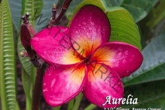 Aurelia_0361.jpg