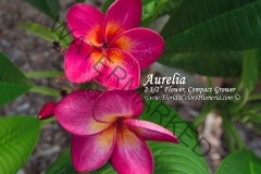 Aurelia_0433.jpg