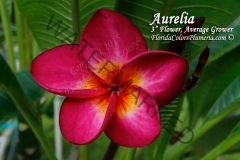 Aurelia_0480.jpg