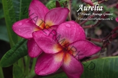 Aurelia_2825.jpg