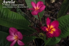 Aurelia_3791.jpg