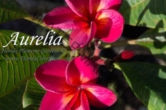 Aurelia_6021.jpg