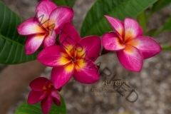 Aurelia_7689.jpg