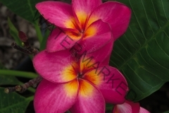 Aurelia_8402.jpg