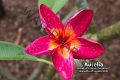 Aurelia_9614.jpg