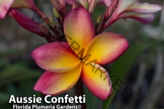 Aussie-Confetti_8886.jpg