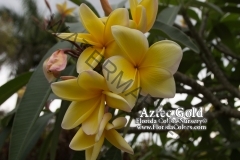Aztec-Gold_0207.jpg