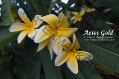 Aztec-Gold_8300.jpg