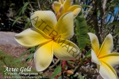 Aztec-Gold_9674.jpg