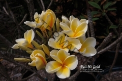 Bali-Hi-Gold_9255.jpg