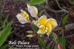 Bali-Palace_9422.jpg