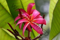 Bali Rainbow_0743.jpg
