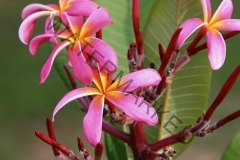 Bali_Rainbow_IMG_0028.jpg
