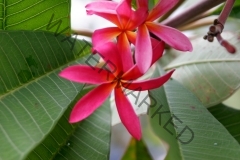 Bali_Rainbow_MG_0737.jpg