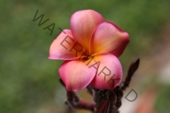 Banana Berry_6423.jpg