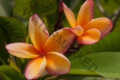 Barbados_Apricot_Brandy.jpg