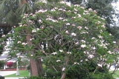 Beacon tree 050712.jpg
