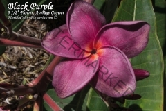 Black-Purple_1152.jpg