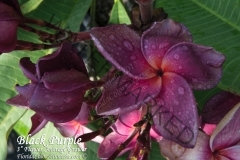 Black-Purple_2416.jpg