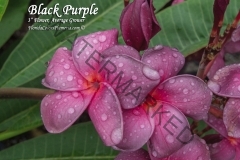 Black-Purple_2897.jpg