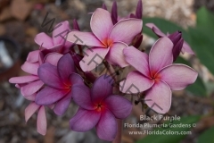 Black-Purple_3241.jpg