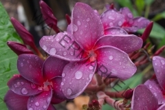 Black-Purple_3894-2.jpg