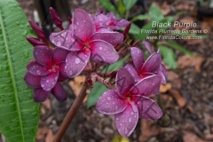 Black-Purple_3894.jpg