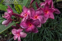 Black-Purple_6124.jpg