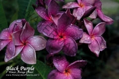 Black-Purple_7027.jpg