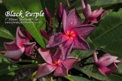Black-Purple_7898.jpg