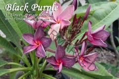 Black-Purple_8663.jpg