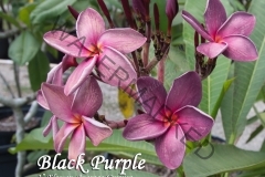 Black-Purple_8827.jpg