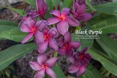 Black-Purple_9395.jpg