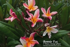 Bonnie-Fox_1675.jpg