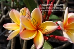 Burton-Yellow_9517.jpg