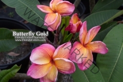 Butterfly-Gold_0334.jpg