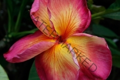 Butterfly-Gold_0569.jpg