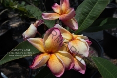 Butterfly-Gold_3318.jpg
