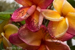Butterfly-Gold_3912.jpg