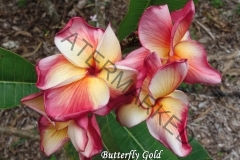 Butterfly-Gold_6551.jpg