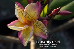 Butterfly-Gold_8633.jpg