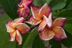 Butterfly_Gold_4492.jpg
