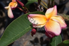 butterfly-gold_2843.jpg